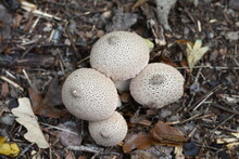 Mushrooms Common Puffball (Lycoperdon Perlatum). Lycoperdon Perlatum, Known As The Common Puffball Or Warted Puffball, Wild Mushroom.