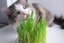 Gray Cat Eats Green Grass For Animals. The Pet Sits On The Windowsill Near The Sprouted Oats.