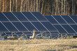 Closeup shot of a deer in front of solar panels in lines in the natural landscape