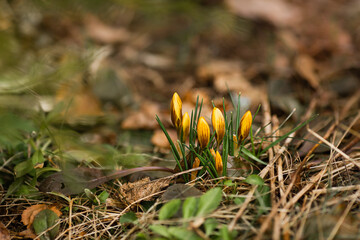 The first spring flowers are snowdrops