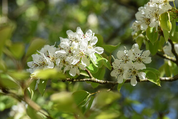 Poster - bourgeons fleurs pommier arbre printemps