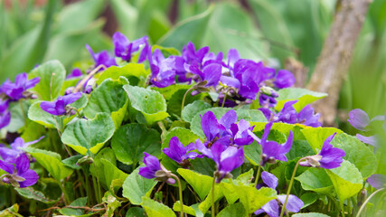 Purple flowers on a spring green lawn in the sun.