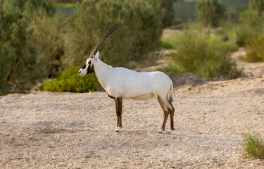 Arabian Oryx in captive natural habitat conservation program in Saudi Arabia