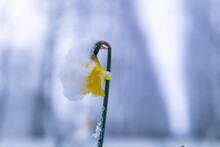 Beautiful Wild Daffodil Flower Covered With Snow