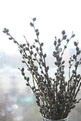  Bunch of willow twigs in a glass jar on a window with blurred background. Selective focus. Beautiful spring nature background. Willow tree branch. Easter, spring