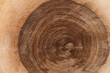 Dunkler Kern eines Baumstammes mit Jahresringen - Holz Nahaufnahme