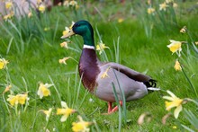 Duck On The Grass With Daffodils 