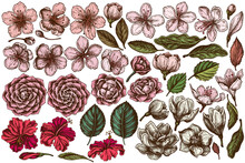 Vector Set Of Hand Drawn Colored Hibiscus, Plum Flowers, Peach Flowers, Sakura Flowers, Magnolia Flowers, Camellia Japonica