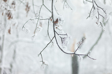 Tree branches in the snow. Winter time