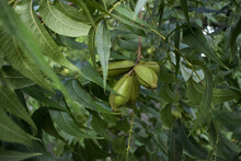 The Pecan (Carya Illinoinensis) Tree With Green Nuts. 
