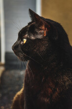 Le Chat Noir - The Black Cat