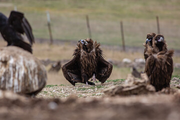 Poster - Cinereous Vulture, (Aegypius monachus) in its natural habitat. Wildlife.