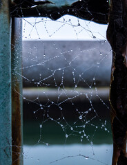 spider web with dew drops