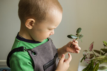 the boy in the apron holds a sprout in his hand and looks at it