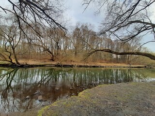 Wall Mural - spring forest spot with river nearby