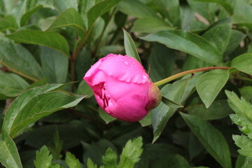 Sticker - Peony buds are ready to bloom and show the beauty of their petals