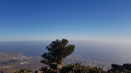 Tree in front of a mountain view