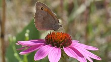 Closeup Of A Meadow Brown Butterfly Feeding On A Coneflower