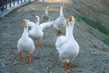 View Of White Geese On The Park