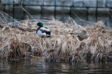 Family Of Wild Ducks.Duck's Nest.