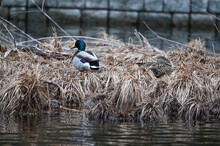 Duck's Island. Family Of Wild Ducks. Duck's Nest.