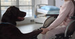 Pretty preteen girl in wheelchair training labrador dog in hospital ward