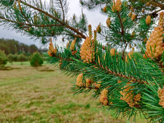 Fresh cones. Close-up of the bumps. Fir cones.