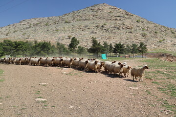 Canvas Print - flock of sheep