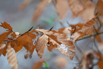 Closeup shot of dried leaves on the tree