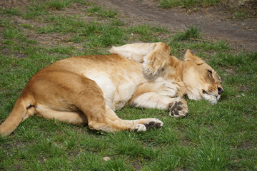 Poster - Closeup shot of a lying lion