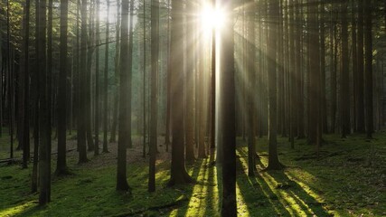 beautiful shining sun beams in magic mossy wood landscape.