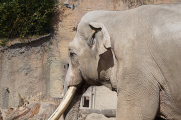 Poster - Closeup shot of an elephant in the zoo