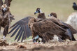 Cinereous Vulture, (Aegypius monachus) in its natural habitat. Wildlife.