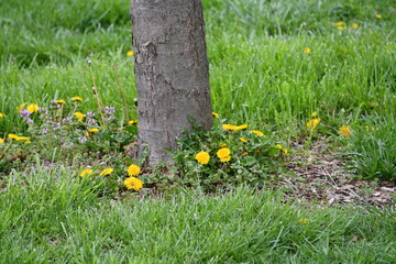 Sticker - Dandelions by a Tree Trunk