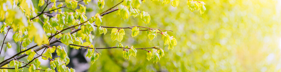 Wall Mural - Beautiful panoramic spring scenery with green leaves and bokeh background