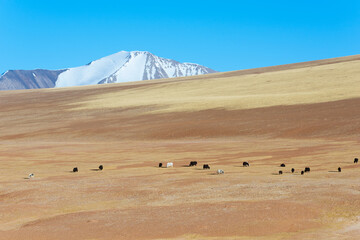 Wall Mural - Yaks grazing on the grasslands of the Tibetan plateau