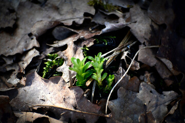 Wall Mural - Young shoots of greenery on a background of dry grass and leaves. 