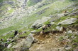 Spielende oder kämpfende Ziegenböcke in den Alpen der Texelgruppe auf dem Wanderweg