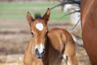 Bay baby foal with white face in a paddock 