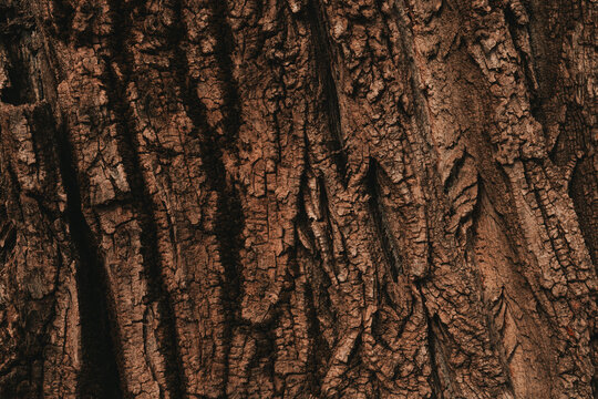 tree bark texture pattern, old maple wood trunk as background