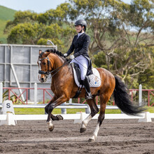 Dressage Rider In Competition With Wonderful Brown Lusitano Horse.