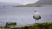 Wild Seagull Looks At The Camera Against The Background Of The Northern Mountains