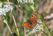 Comma Butterfly Nectaring On Hogweed.