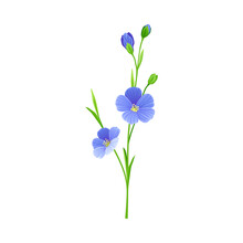 Blue Common Flax Or Linseed Cultivated Flowering Plant Specie Vector Illustration