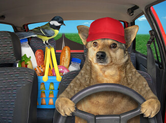 Wall Mural - A beige dog in a red cap drives a car on the highway. A shopping basket with food is next to him.