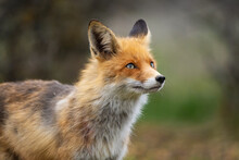 Red Fox Vulpes Vulpes In The Wild