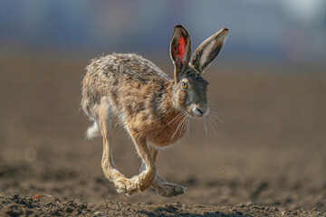 Wall Mural - hare is running in the beautiful light ,european wildlife, wild animal in the nature habitat, , lepus europaeus