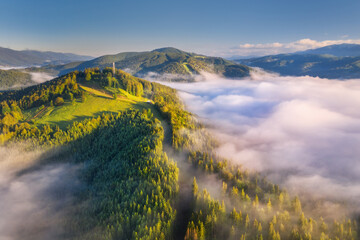 Wall Mural - mountains in clouds at sunrise in summer. aerial view of mountain peak with green trees in fog. beau