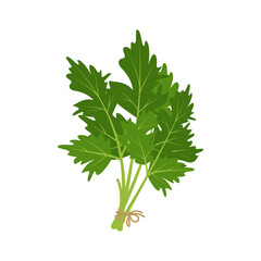 A bunch of parsley herb tied with a rope. Source of vitamin C. Green ingredients for vegetarian meals and a healthy lifestyle