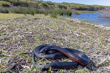 Red-bellied Black Snake Basking In Habitat